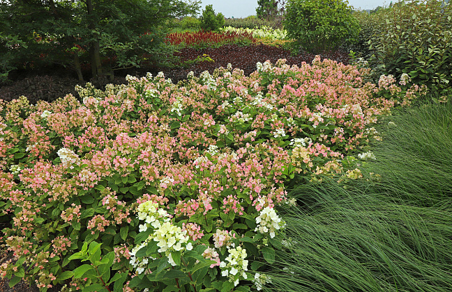 hydrangea paniculata dart s little dot darlido 12 