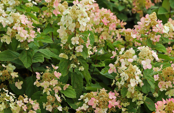 hydrangea paniculata dart s little dot darlido 13 