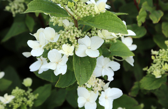 hydrangea paniculata dart s little dot darlido 10 