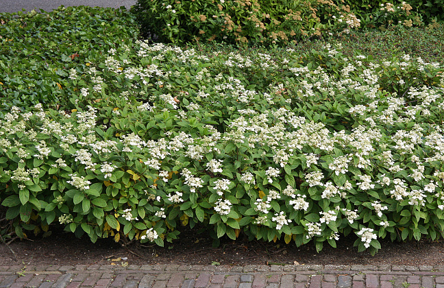 hydrangea paniculata dart s little dot darlido 50 