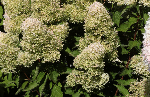 hydrangea paniculata bokralims lime sparkle 01 uitsnede   kopie