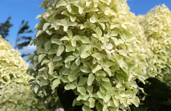 hydrangea paniculata bokralims lime sparkle 08 