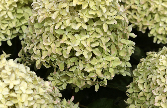 hydrangea paniculata bokralims lime sparkle 10 