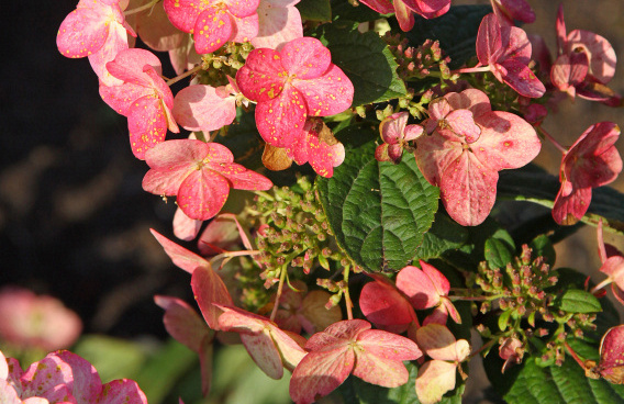 hydrangea paniculata melange bokratorch 014