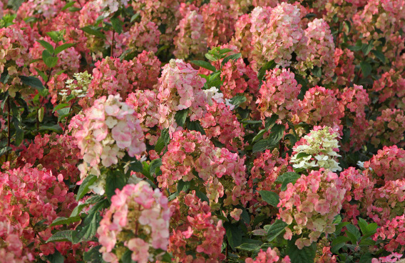 hydrangea paniculata melange bokratorch 021