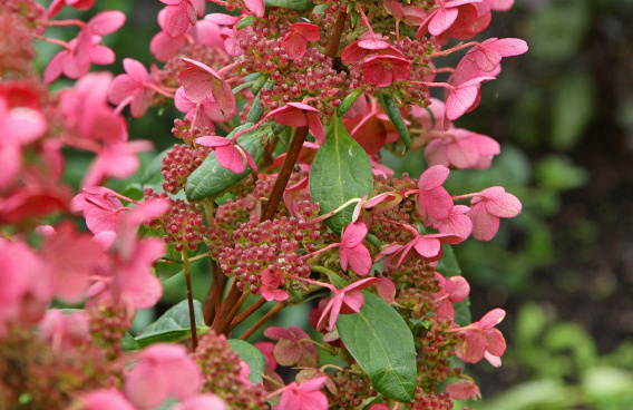 hydrangea paniculata melange bokratorch 11