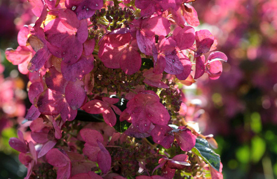 hydrangea paniculata melange bokratorch 35