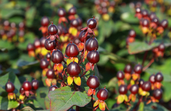 hypericum inodorum black gem kolmuni 01