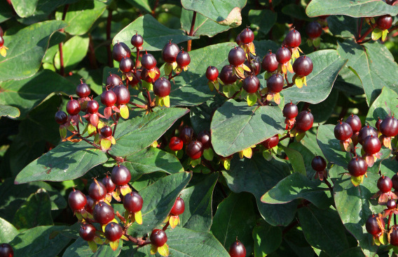 hypericum inodorum black gem kolmuni 04