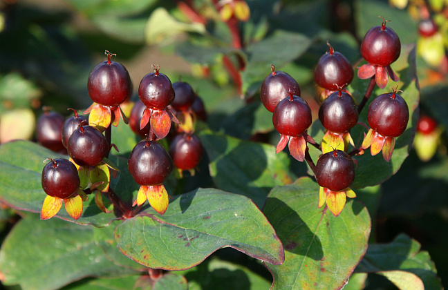 hypericum inodorum black gem kolmuni 07