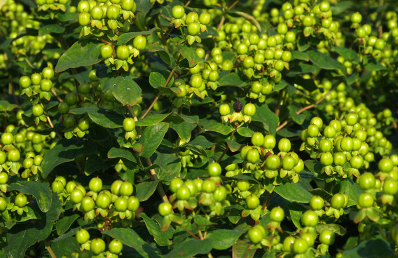 hypericum inodorum green gem kolmali 01