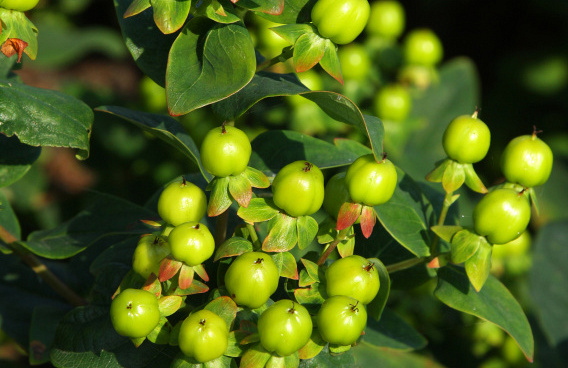 hypericum inodorum green gem kolmali 03