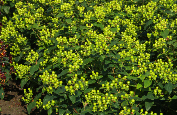 hypericum inodorum green gem kolmali 07