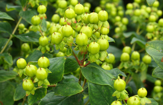 hypericum inodorum green gem kolmali 15