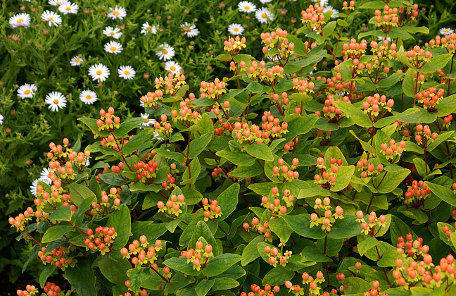 hypericum inodorum orange gem kolmbeau 01