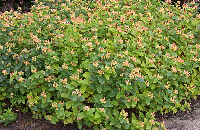 hypericum inodorum orange gem kolmbeau 50 