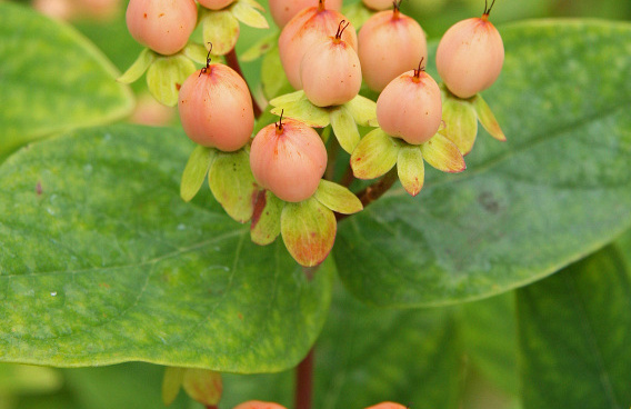 hypericum inodorum orange gem kolmbeau 52 (1)