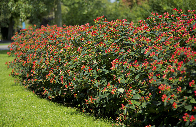 hypericum red gem rhs65587