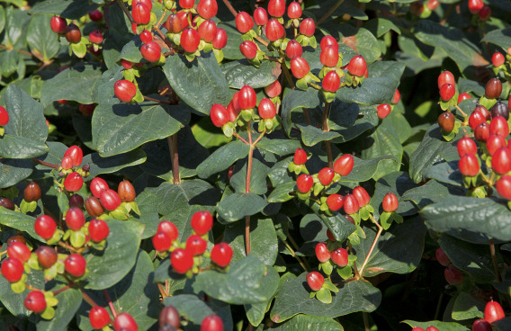 hypericum red gem rhs65588