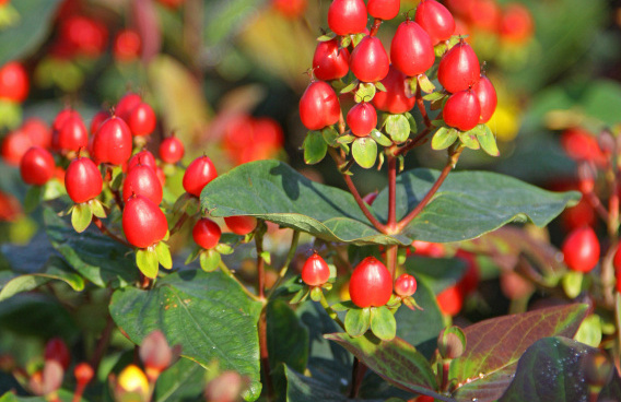 hypericum inodorum red gem kolmaref 04