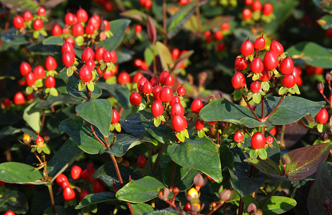 hypericum inodorum red gem kolmaref 08
