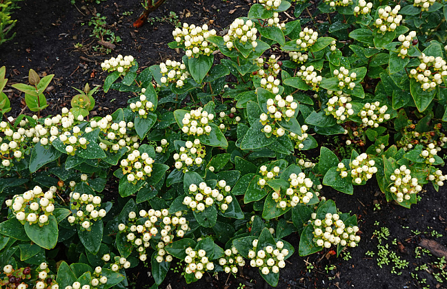 hypericum inodorum 1315 02 03 