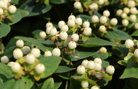 hypericum inodorum white gem kolmawhige 05 