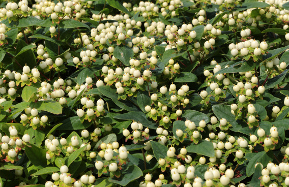 hypericum inodorum white gem kolmawhige 10 