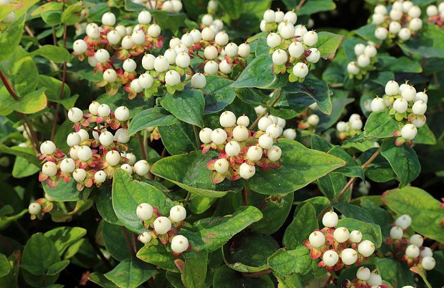 hypericum inodorum white gem kolmawhige 13 
