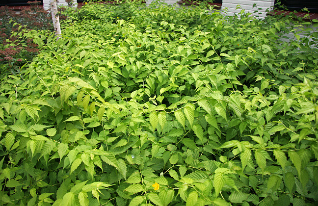 kerria japonica isabella darbel 50 