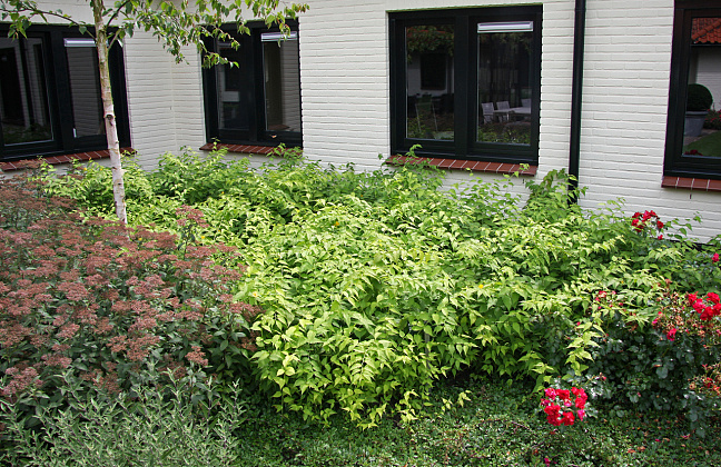 kerria japonica isabella darbel 51 