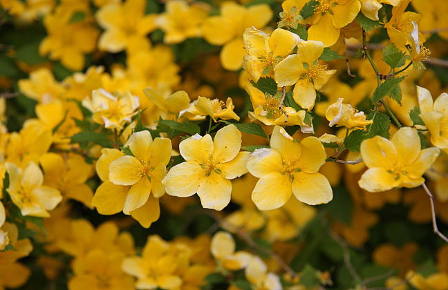kerria japonica isabella darbel 54 