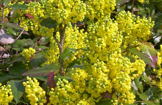 mahonia aquifolium hillary darthil 55 