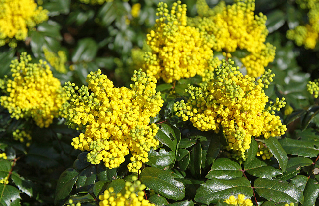 mahonia blackfoot bokrafoot 17