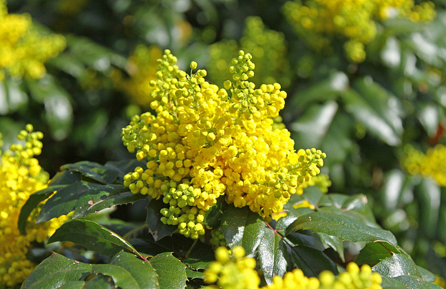 mahonia blackfoot bokrafoot 18