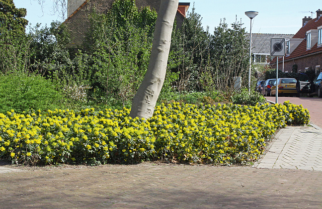 mahonia blackfoot bokrafoot 19