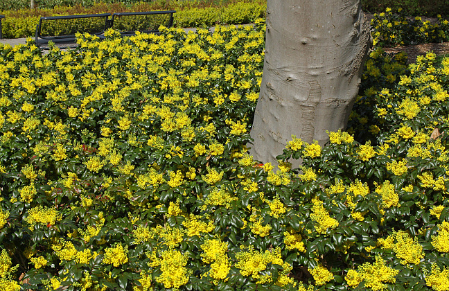 mahonia blackfoot bokrafoot 31