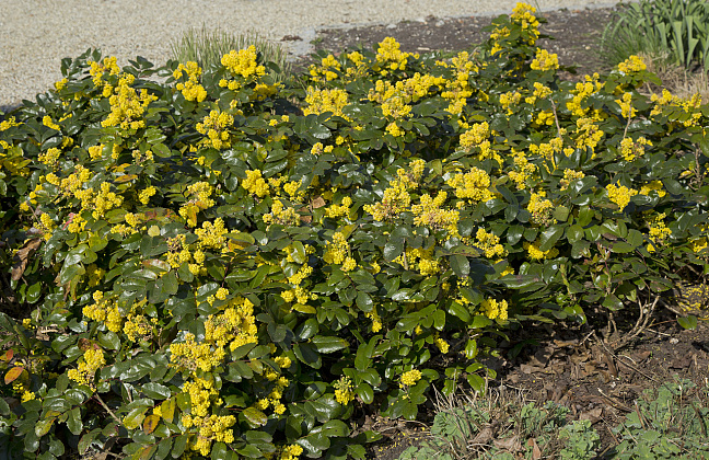 mahonia rotonde bokrarond 63996