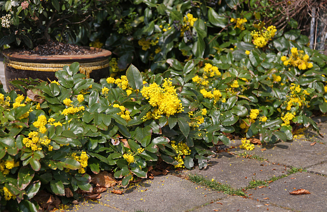 mahonia rotonde bokrarond 04