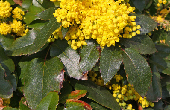 mahonia rotonde bokrarond 07