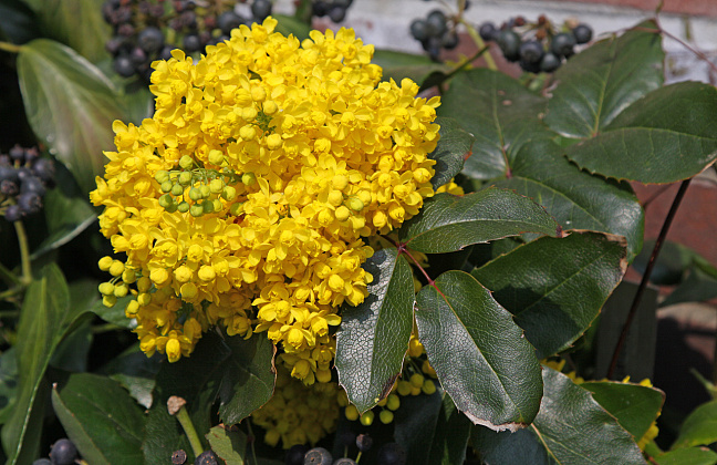 mahonia rotonde bokrarond 10