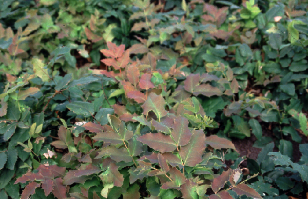 mahonia sioux bokrasio 11