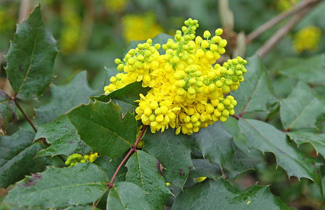 mahonia sioux bokrasio 24