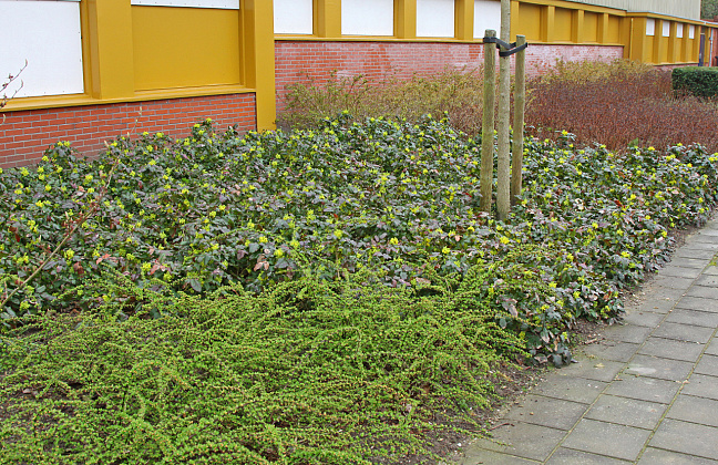 mahonia sioux bokrasio 26