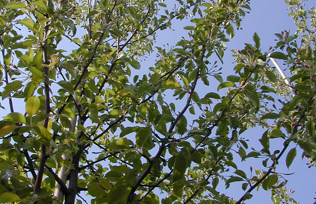 malus hupehensis arie mauritz 02