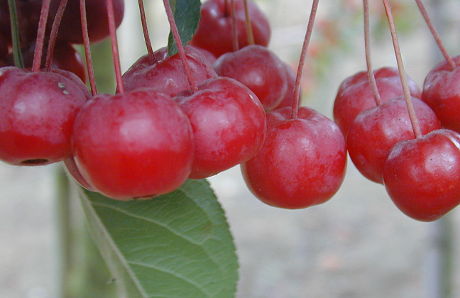 malus hupehensis arie mauritz 03