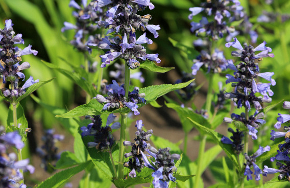 nepeta mr blue sky 1301 59 03 