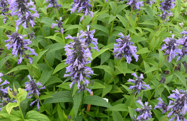 nepeta mr blue sky 1301 59 07 