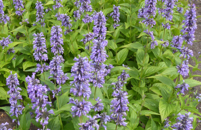 nepeta mr blue sky 1301 59 08a 