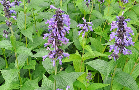nepeta mr blue sky 1301 59 15 